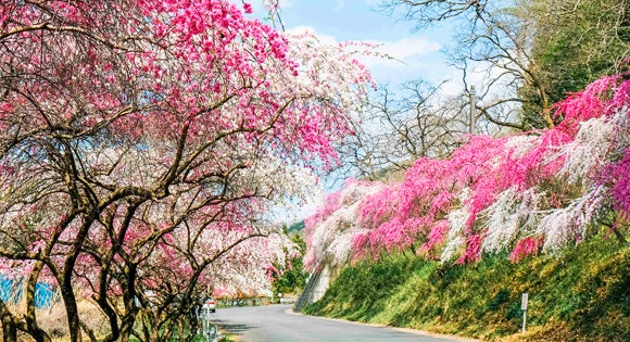 <新宿発・西船橋発> 春色のわたらせ渓谷鉄道・トロッコ列車と 桜のトンネル!赤城南面千本桜に まるで桃源郷!ピンクに染まる花桃街道の旅 ~風味抜群!やまと豚弁当の昼食付き~3